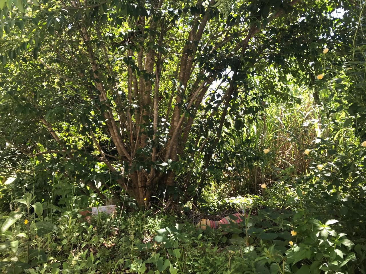 Terreno Mogi das cruzes / Vila oliveira